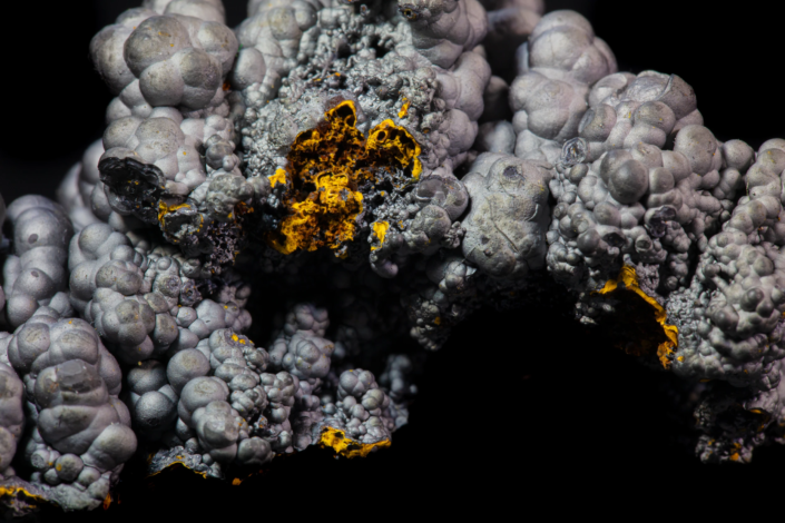 Coronadite mineral — macro close-up showing yellow lead oxide cavity surrounded by multi-scale gray botryoidal nodules of varying sizes