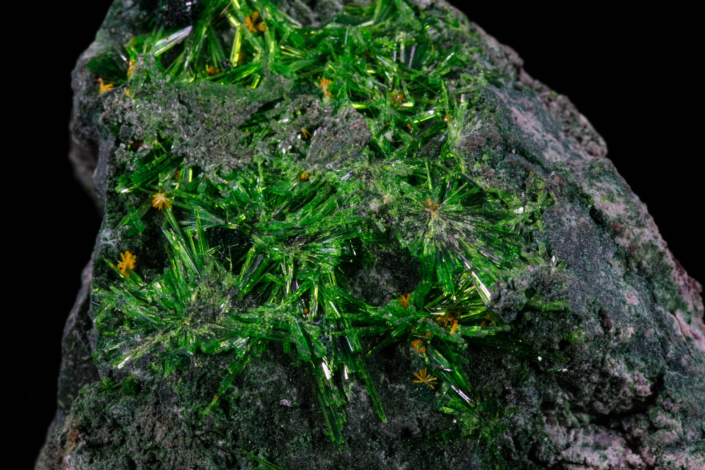 Radiating sprays of vivid green cuprosklodowskite acicular crystals with small orange secondary mineral clusters on a dark matrix — macro photography by Minerals Photography