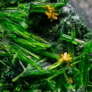 Close-up macro view of translucent green cuprosklodowskite needle crystals in overlapping radiating fans with orange starburst satellite clusters — macro photography by Minerals Photography