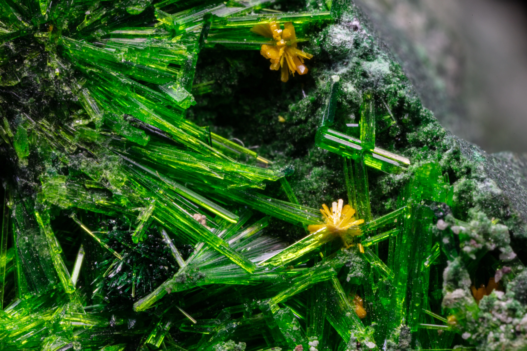 Close-up macro view of translucent green cuprosklodowskite needle crystals in overlapping radiating fans with orange starburst satellite clusters — macro photography by Minerals Photography