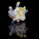 Quartz crystal cluster with yellow halloysite coating on terminations reflected on black mirror surface, macro photography by Minerals Photography