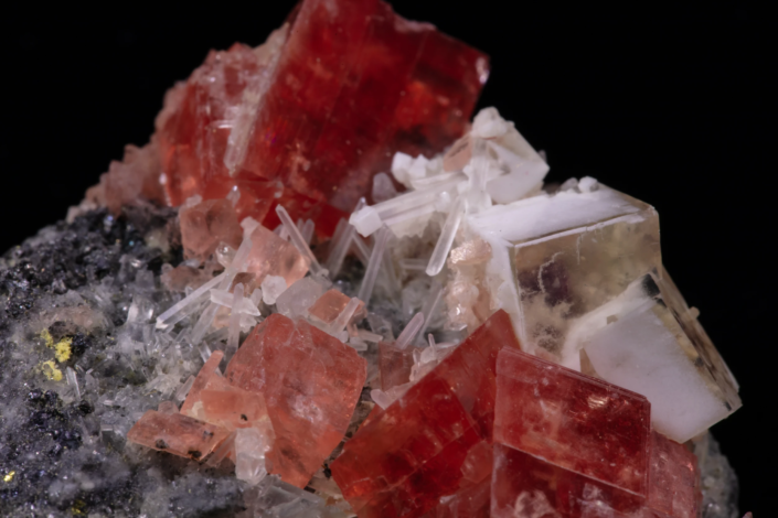 Macro of rhodochrosite crystals ranging from deep red to pale pink alongside white calcite blades on dark gray matrix, macro photography by Minerals Photography