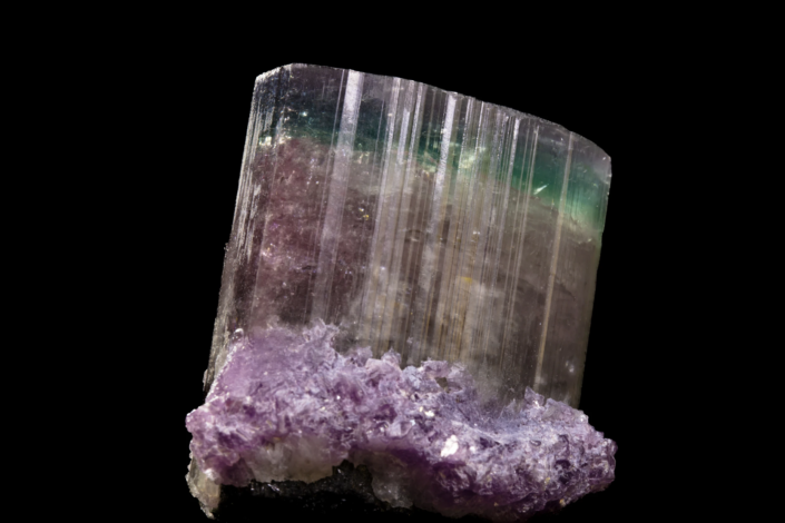 Macro close-up of tricolor tourmaline prism face with vertical striations, teal upper zone, and purple lepidolite matrix base, macro photography by Minerals Photography