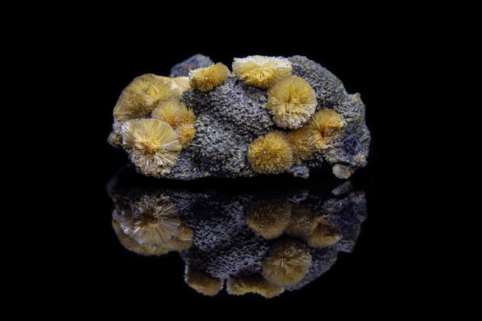 alentinite specimen with multiple yellow acicular radiating crystal rosettes on dark stibnite matrix, on reflective black surface, macro photography by Minerals Photography